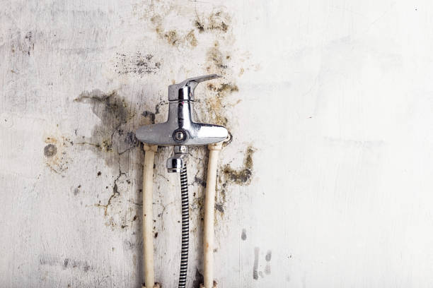 Best Emergency Mold Removal  in West Springfield, VA