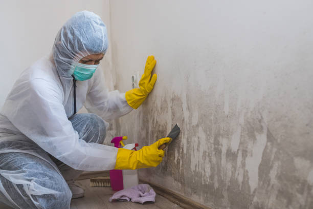 Best Affordable Mold Removal  in West Springfield, VA