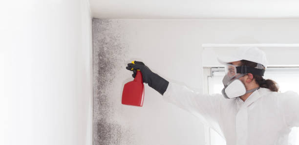 Trusted West Springfield, VA Mold Removal Experts