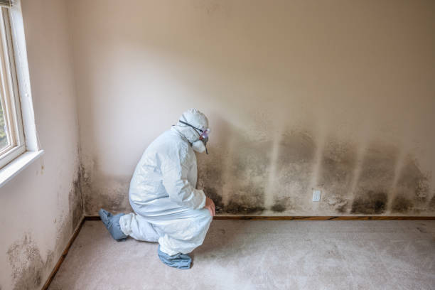 Best Certified Mold Removal  in West Springfield, VA
