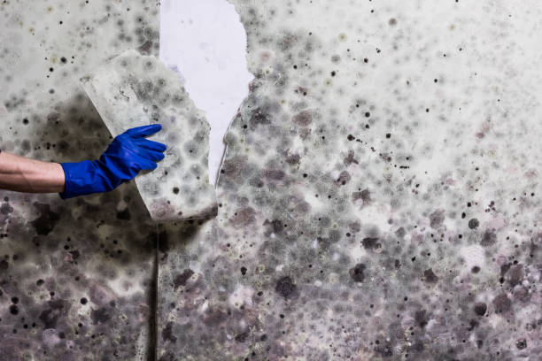 Mold Removal Process in West Springfield, VA